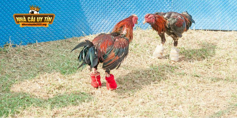 Luật chơi đá gà thomo