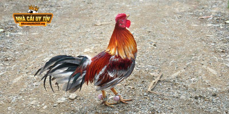 Mẹo chơi đá gà cựa dao hấp dẫn