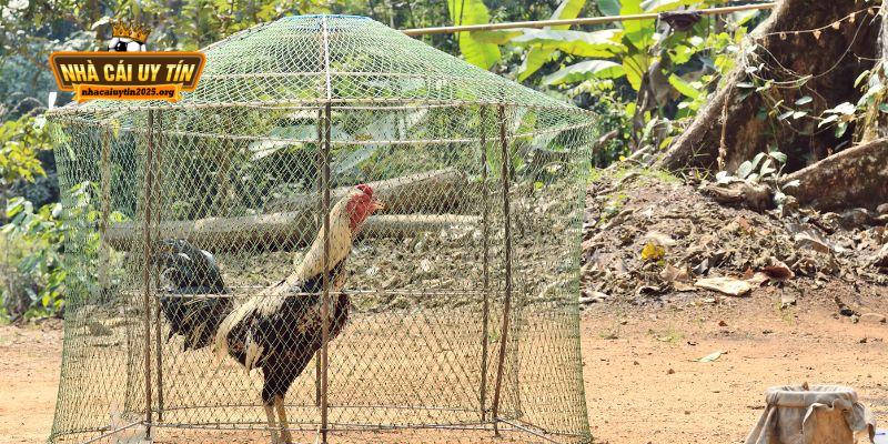 Đặc điểm nổi bật của đá gà cựa dao